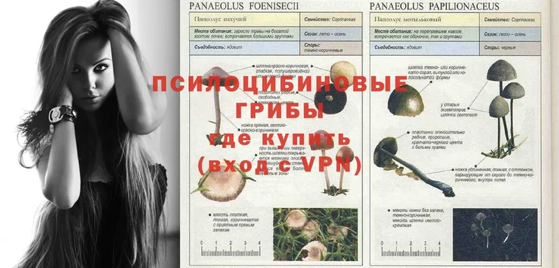 Псилоцибиновые грибы Cubensis  как найти закладки  Константиновск 